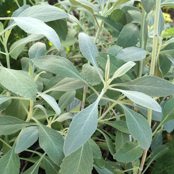 Salvia Apiana seeds - White sage - 1 g